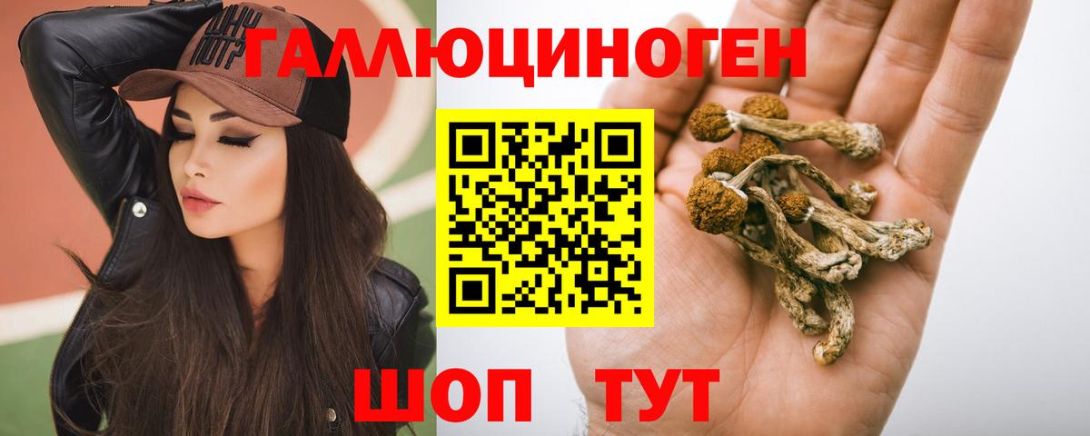 Камышин  Галлюциногенные грибы Psilocybine cubensis  Вход с VPN 